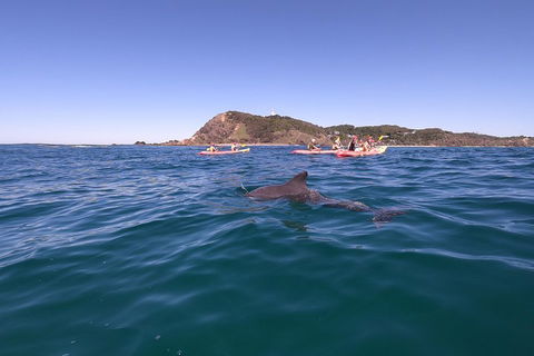 Kayaking With Dolphins In Byron Bay Guided Tour - Australia Accommodation 5