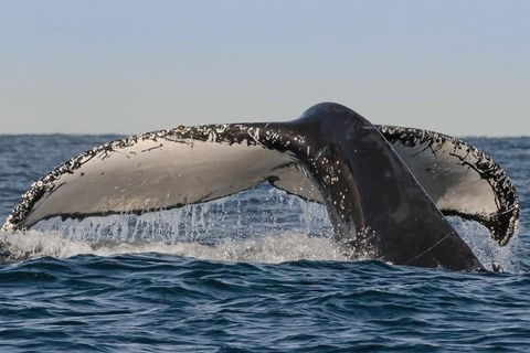 Sydney Whale-Watching Cruise Including Lunch Or Breakfast - Australia Accommodation 0