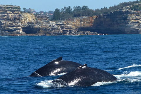 Sydney Whale-Watching Cruise Including Lunch Or Breakfast - Australia Accommodation 2