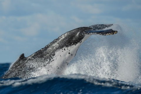 Sydney Whale-Watching Cruise Including Lunch Or Breakfast - Australia Accommodation 4