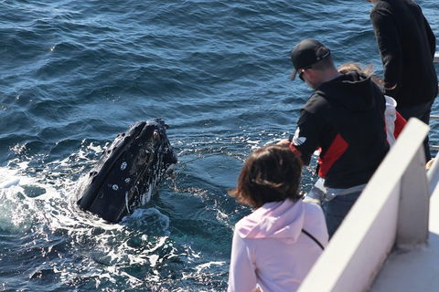 Sydney Whale-Watching Cruise Including Lunch Or Breakfast - Australia Accommodation 5