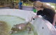 12-Day Great Barrier Reef Marine Conservation Program From Cairns - thumb 4