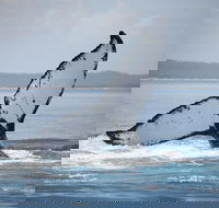 Hervey Bay Whale Watching Cruise - Australia Accommodation