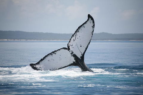 Hervey Bay Whale Watching Cruise - Australia Accommodation 0