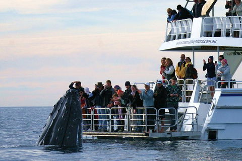 Hervey Bay Whale Watching Cruise - Australia Accommodation 1