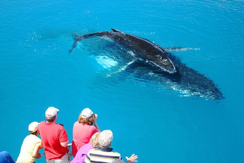 Hervey Bay Whale Watching Cruise - Australia Accommodation 2