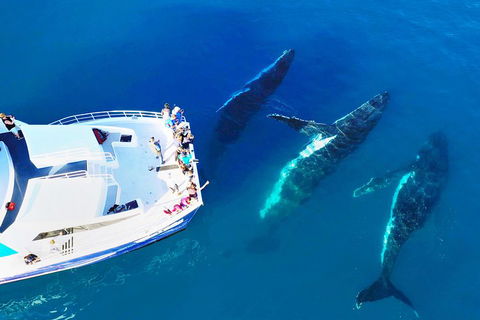 Hervey Bay Whale Watching Cruise - Australia Accommodation 3