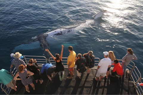 Hervey Bay Whale Watching Cruise - Australia Accommodation 4