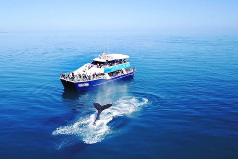 Hervey Bay Whale Watching Cruise - Australia Accommodation 5