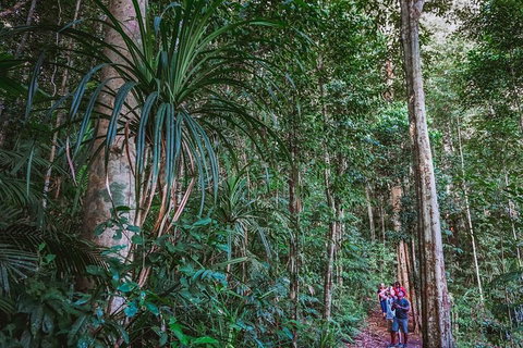 Atherton Tablelands Rain Forest By Night From Cairns - Australia Accommodation 0