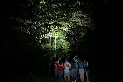 Atherton Tablelands Rain Forest By Night From Cairns - Australia Accommodation 2