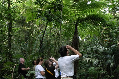 Atherton Tablelands Rain Forest By Night From Cairns - Australia Accommodation 3