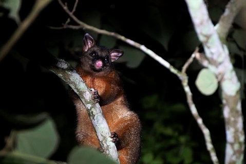 Atherton Tablelands Rain Forest By Night From Cairns - Australia Accommodation 4