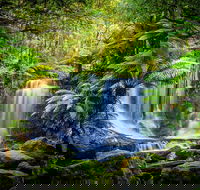 Day Tour in Mt. Field Mt. Wellington Bonorong Wildlife Sanctuary and Richmond - Australia Accommodation