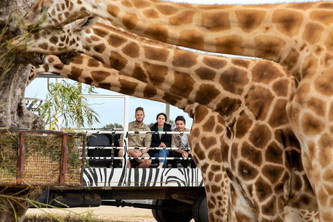 Early Morning Savannah Experience - Australia Accommodation 3
