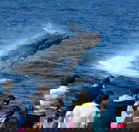 Tangalooma Island Resort Whale Watching Day Cruise - Australia Accommodation