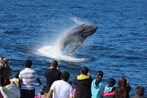 Tangalooma Island Resort Whale Watching Day Cruise With Dolphin Viewing - Australia Accommodation 1