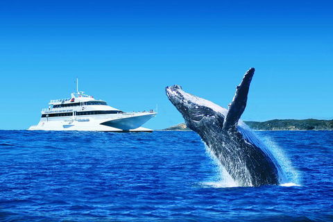 Tangalooma Island Resort Whale Watching Day Cruise With Dolphin Viewing - Australia Accommodation 2