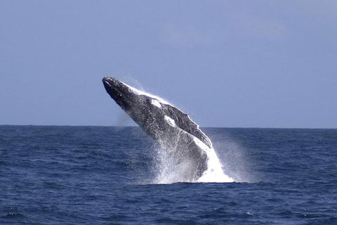 Tangalooma Island Resort Whale Watching Day Cruise With Dolphin Viewing - Australia Accommodation 4