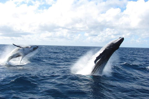 Tangalooma Island Resort Whale Watching Day Cruise With Dolphin Feeding - Australia Accommodation 1