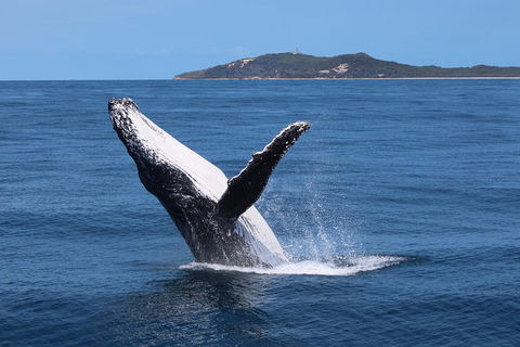 Tangalooma Island Resort Whale Watching Day Cruise With Dolphin Feeding - Australia Accommodation 3
