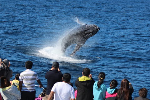 Tangalooma Island Resort Whale Watching Day Cruise With Dolphin Feeding - Australia Accommodation 5