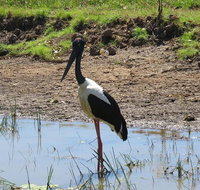 Darwin to Kakadu Day Trip by Air Including Yellow Water Cruise - Australia Accommodation