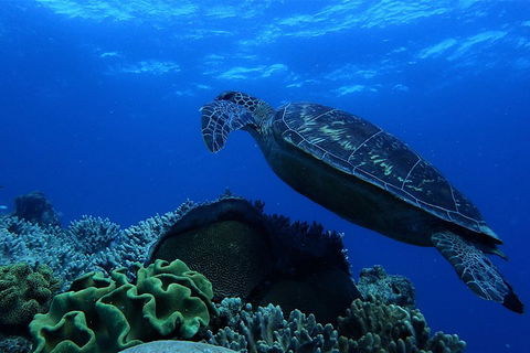 3 Day Whitsundays Sailing And Diving Adventure: Kiana - Australia Accommodation 2