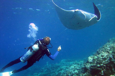 3 Day Whitsundays Sailing And Diving Adventure: Kiana - Australia Accommodation 3