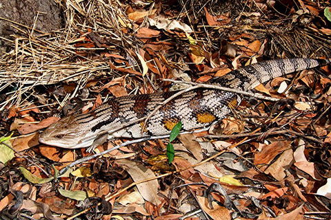 Hartley's Crocodile Adventures General Entry Ticket - Australia Accommodation 5