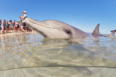 7-Day Exmouth Explorer Via Pinnacles Monkey Mia Ningaloo Reef Returning To Perth - Australia Accommodation 1