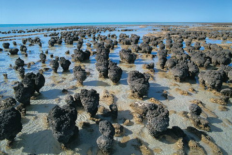 7-Day Exmouth Explorer Via Pinnacles Monkey Mia Ningaloo Reef Returning To Perth - Australia Accommodation 3