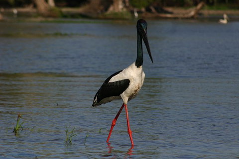 Litchfield And Jumping Crocodiles Full Day Trip From Darwin - Australia Accommodation 1