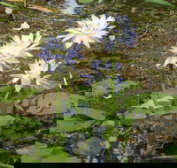 Yellow Water Cruise - Kakadu - Australia Accommodation