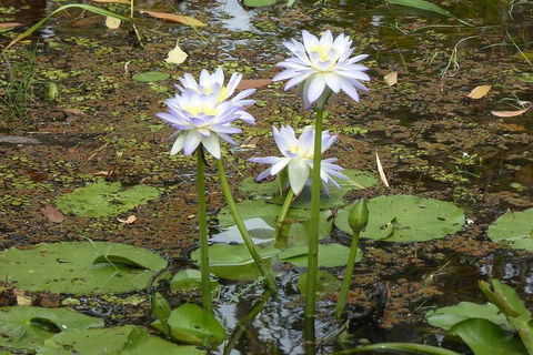 Yellow Water Cruise - Kakadu - Australia Accommodation 0