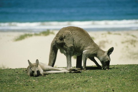 Great Ocean Road Highlights Tour - 2 Days, 1 Night - Australia Accommodation 2