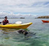 Seal Island and Penguin Island or Point Peron Sea Kayak Tour - Australia Accommodation