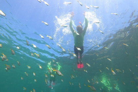 Manly Snorkel Trip And Nature Walk With Local Guide - Australia Accommodation 0