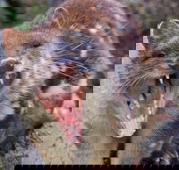 After Dark Tasmanian Devil Feeding Tour at Cradle Mountain - Australia Accommodation