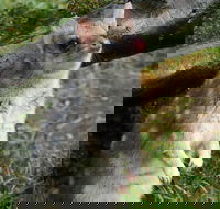 1-Hour Tasmanian Devil Feeding Day Tour at Cradle Mountain - Australia Accommodation