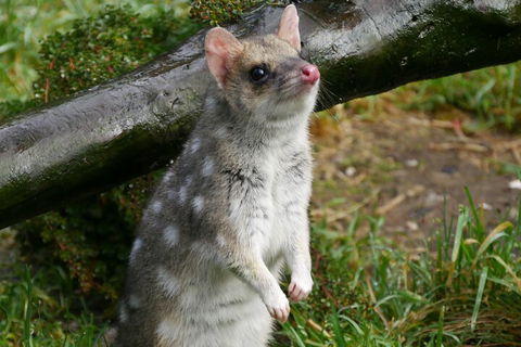 1-Hour Tasmanian Devil Feeding Day Tour At Cradle Mountain - Australia Accommodation 0