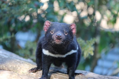 1-Hour Tasmanian Devil Feeding Day Tour At Cradle Mountain - Australia Accommodation 1