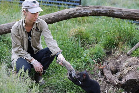 1-Hour Tasmanian Devil Feeding Day Tour At Cradle Mountain - Australia Accommodation 2