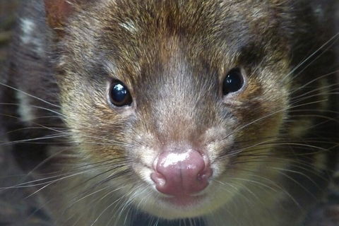1-Hour Tasmanian Devil Feeding Day Tour At Cradle Mountain - Australia Accommodation 3