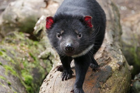 1-Hour Tasmanian Devil Feeding Day Tour At Cradle Mountain - Australia Accommodation 4