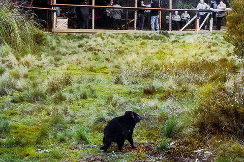 1-Hour Tasmanian Devil Feeding Day Tour At Cradle Mountain - Australia Accommodation 5