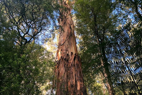 Ultimate Reverse Direction - 12 Apostles, Great Ocean Road - Small Group Tour - Australia Accommodation 2