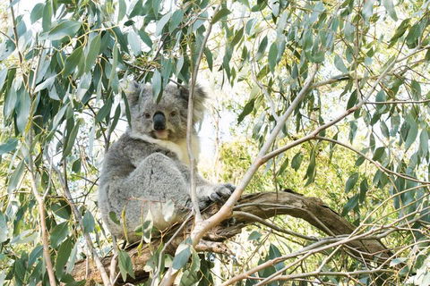 Ultimate Reverse Direction - 12 Apostles, Great Ocean Road - Small Group Tour - Australia Accommodation 5