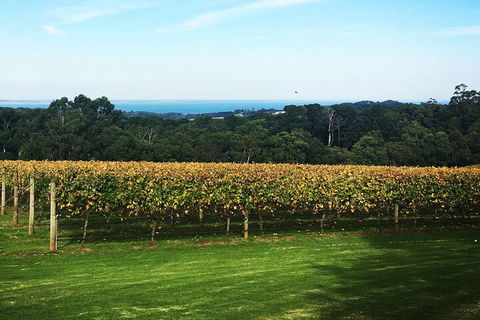 Yarra Valley Wine Tour Inc Lunch With A Glass Of Wine, Tastings And Chocolate - Australia Accommodation 2