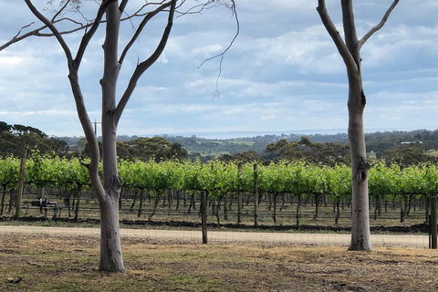 Yarra Valley Wine Tour Inc Lunch With A Glass Of Wine, Tastings And Chocolate - Australia Accommodation 3